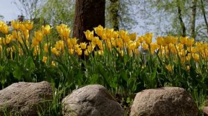 Релакс видео красивые цветы / красивая природа / цветение тюльпанов