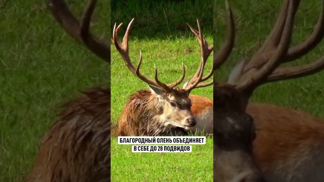 Охота на Благородного оленя в Беларуси  #трофейнаяохота