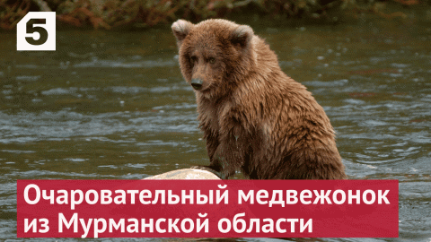 Медвежонок искал рыбу в зарослях водорослей