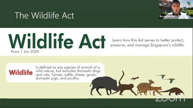 Wild Boars in Our City in Nature | NParks Webinar Series смотреть онлайн