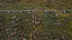 Восемь тысяч северных оленей идут по Бованенково