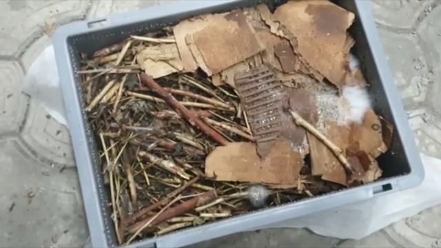 Получение лучшего биогумуса и разведение червей. Вермизакваска смотреть онлайн