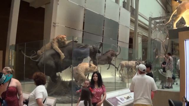 Smithsonian National Museum of Natural History,Washington, USA, 자연사바물관,워싱턴,미국 смотреть онлайн