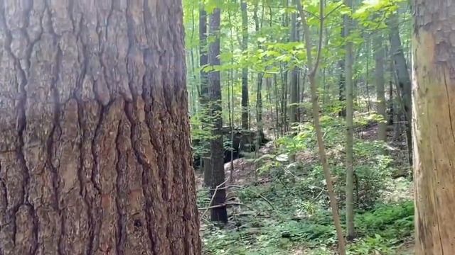 A Neighbor Asked Me To Have Our Viewers Review This Footage Taken In The Woods On Our Property Line смотреть онлайн