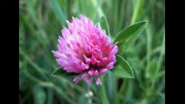 клевер его применение смотреть онлайн