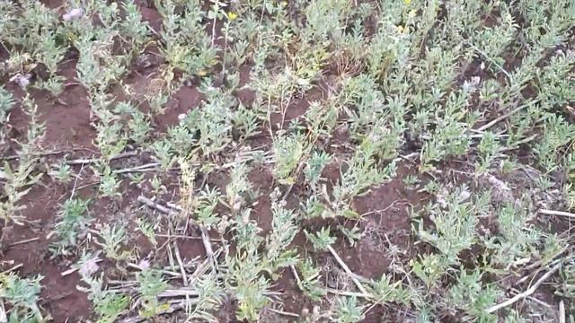 Осенние медоносы 2019 года смотреть онлайн