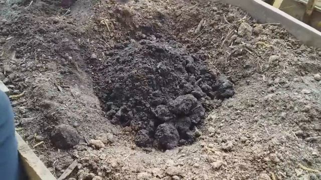 Почему не цветут пионы? Маленькие секреты выращивания пионов. смотреть онлайн