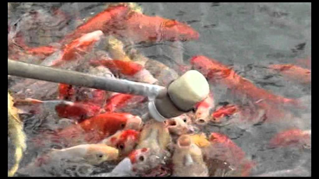 Аквариум в Китае смотреть онлайн