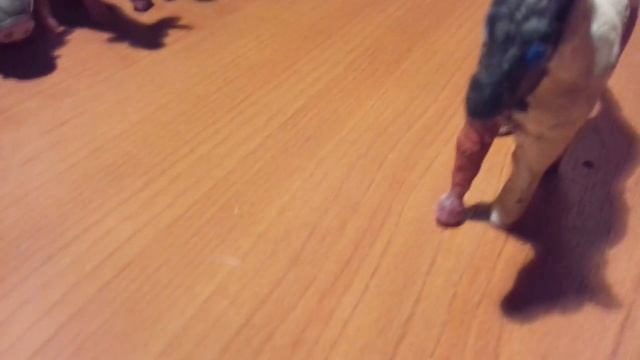 Видео обзор моей конюшни и лошадок смотреть онлайн