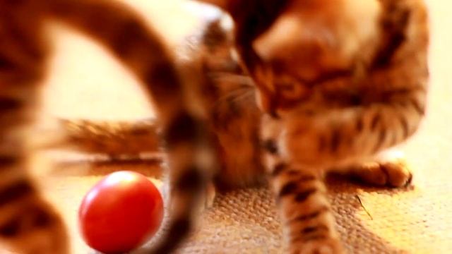 Бенгальские котята питомник Mr CAT г. Барнаул смотреть онлайн