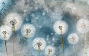 Одуванчики стихи и монтаж ЕЛЕНА Павлова, музыка и вокал ОЛЬГА Павлова