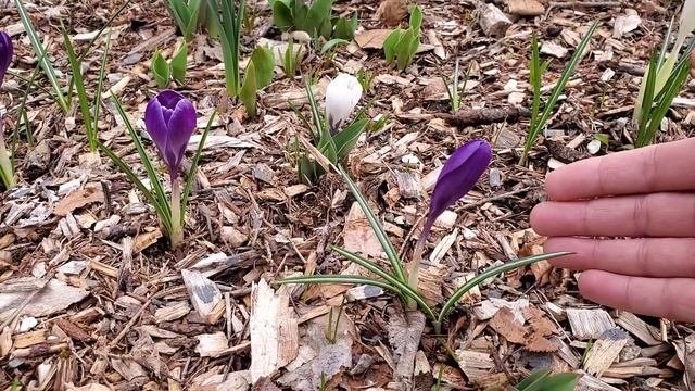 Caring For Crocus Flowers Before And After They Flower ?
