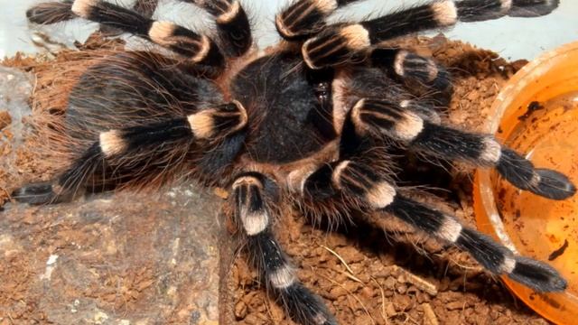 White Spider Dream Meaning Islam - Types Of Dreams And Their Meanings-Islamic Dream Interpretation смотреть онлайн