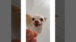 MREVIATAR TIKTOK COMPILATION CHIHUAHUA | Niki the angry chihuahua dog | #chihuahua #mreviatar