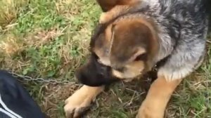 Немецкая овчарка, щенок 3 месяца