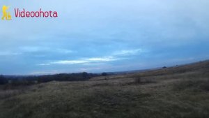 Нагонка, натаска и притравка охотничьих собак под ЗАПРЕТ? Videoohota