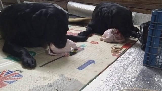 Лабрадоры vs Дичь. охота на курицу и поедания добычи.Звери .Курочка равис смотреть онлайн