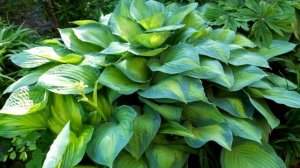 Хоста «Полс Глори» (Hosta Paul's Glory)