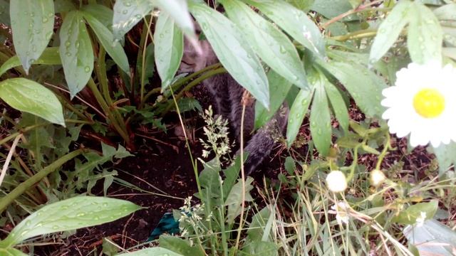 Котенок Муся второй раз в деревне. Знакомится с растениями. Понравился куст Пионов