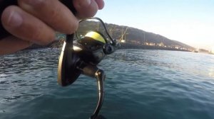 Fishing the Harbour with Berkley Gulp Minnows, caught a VENOMOUS CORAL REEF FISH. South Africa, KZN