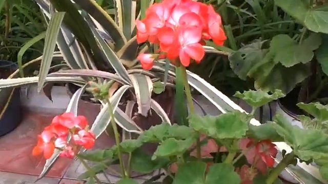 Mənim ev güllərim 😊💖🌹Mənim gözəllərim 🌹💖💝🤗 смотреть онлайн