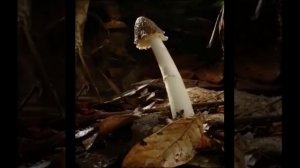 Как растут грибы (ускоренная сьемка)