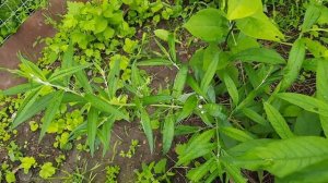 ПОСАДКА БУДЛЕИ ДАВИДА И ЕЁ РОСТ