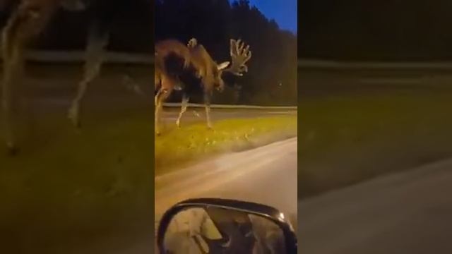 Гигантский лось на Аляске смотреть онлайн
