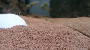 Полиптерус сенегальский содержание (polipterus) подросток (young fish) (11 cm)