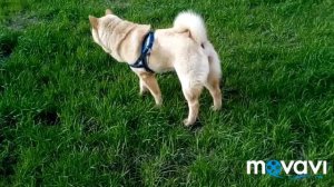 Что я беру на прогулку с собакой/ Влог с прогулки