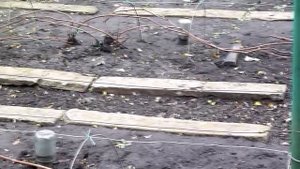 Как мы укрываем виноград на зиму. Легкий и надежный способ укрытия