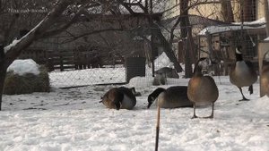 Канадские казарки и гибриды