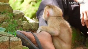Heart Break! Baby Monkey Savana Crying Loudly And Looking PaPa Lin, She Don't Want  In Amber Troop.