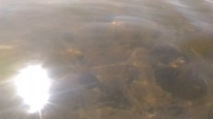 #лечебнаягрязьКрыма ЗАПАДНЫЙ КРЫМ.ЛЕЧЕБНАЯ ГРЯЗЬ.Реально помогает!!!    РЕКОМЕНДУЮ!!!