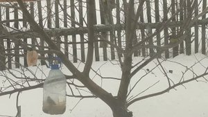 Синицы едят корм и сало/кормушка Птицы пение