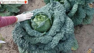 ??Полезные свойства Савойской капусты
