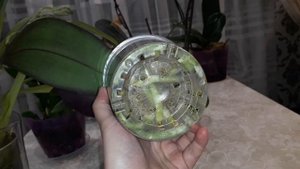Как посадить орхидею?Мои варианты))