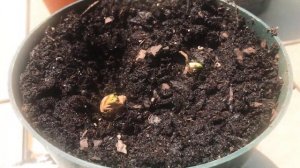 Как вырастить куркуму?