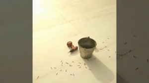 Мягкая кровля .