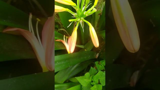 Clivia miniata#reels #search #baby #nature #gardeningideas #flower #plant #new #newbornbaby смотреть онлайн