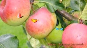 Яблоня обыкновенная Алтайское зимнее (malus) ? обзор: как сажать, саженцы яблони Алтайское зимнее