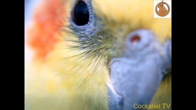 Обучение кореллы петь песню из м/ф Woody Woodpecker. Teaching Cockatiel.