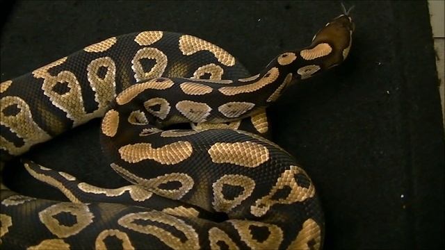Mystic Ball Python Morph as Baby And Adult смотреть онлайн