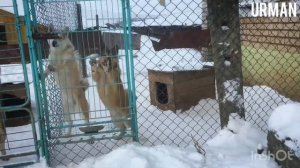 «Урман»•Питомник лаек Борисёнка Александра Константиновича •