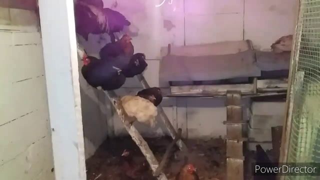 ✔#влог//Важная Причина Отличной Яйценоскости Кур!/Что Происходит в Курятнике Ночью?/Леггорны, Не Мо