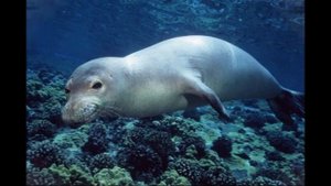 Гавайский тюлень монах