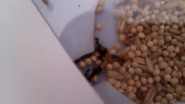 Messor Barbarus - Tenebrio Molitor смотреть онлайн