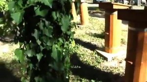 Как Правильно Хранить Пергу