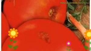 Томат обыкновенный Орловские Рысаки. Краткий обзор, описание характеристик, где купить семена