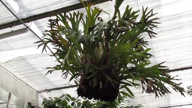 Платицериум оленерогий/Platycerium bifurcatum смотреть онлайн